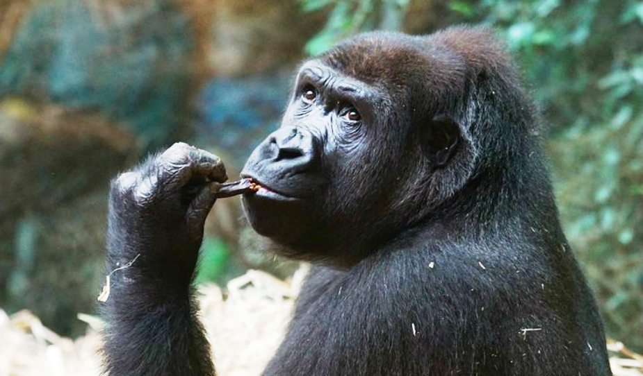 Gorillas im Regenwald